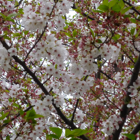 s48020160414西太子堂公園の桜 (3)