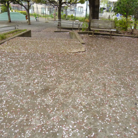 s48020160414西太子堂公園の桜