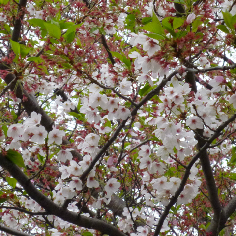 s48020160414西太子堂公園の桜 (2)
