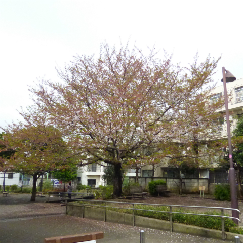 s48020160414西太子堂公園の桜 (8)