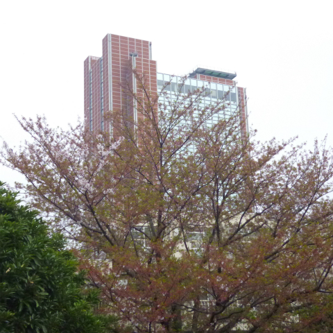 s48020160414西太子堂公園の桜 (6)