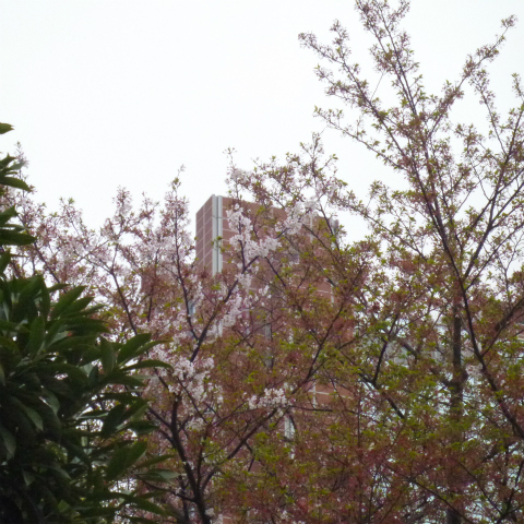 s48020160414西太子堂公園の桜 (7)