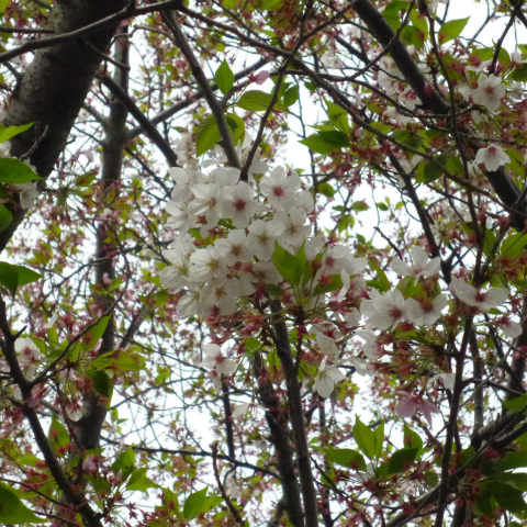 s48020160414西太子堂公園の桜 (13)