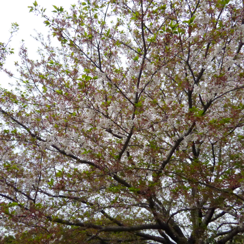 s48020160414西太子堂公園の桜 (9)