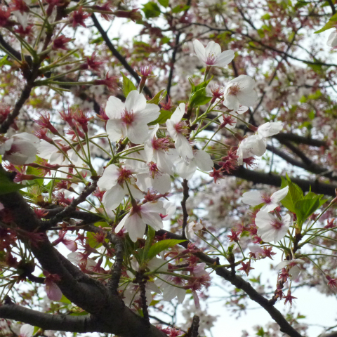 s48020160414西太子堂公園の桜 (10)