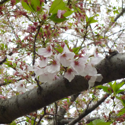 s48020160414西太子堂公園の桜 (11)