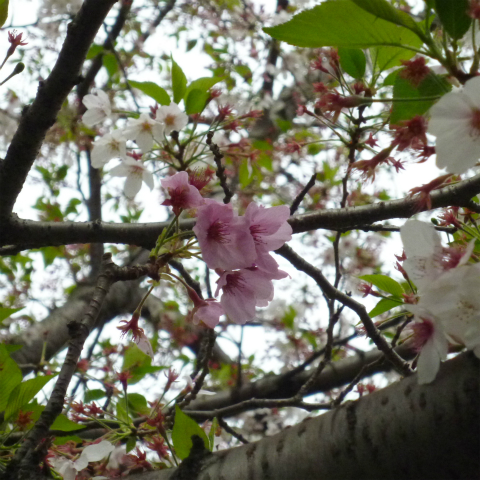 s48020160414西太子堂公園の桜 (17)