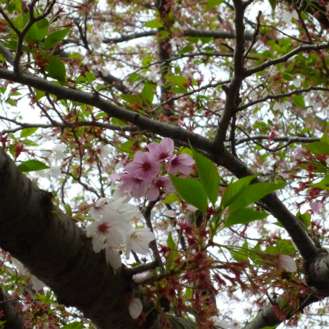 s48020160414西太子堂公園の桜 (16)
