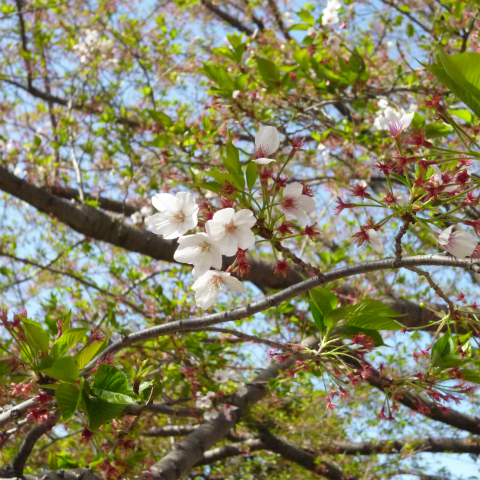 s48020160415西太子堂公園の桜 (3)