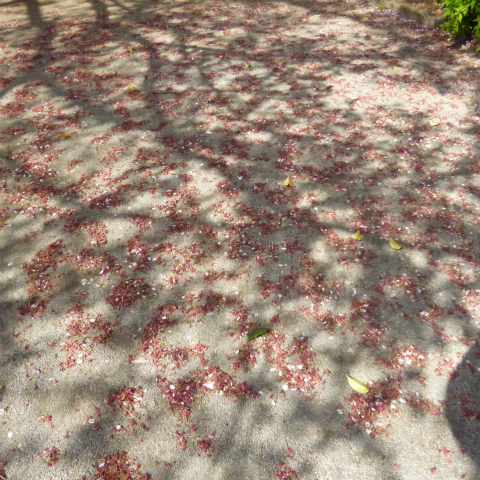 s48020160415西太子堂公園の桜