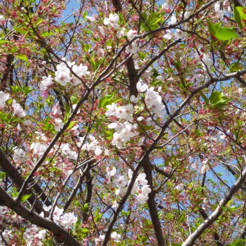 s48020160415西太子堂公園の桜 (6)
