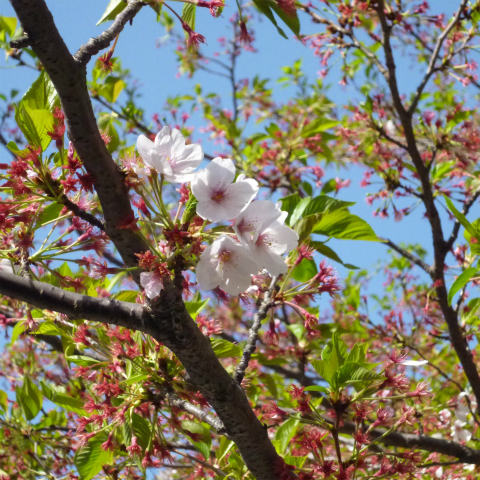 s48020160415西太子堂公園の桜 (7)