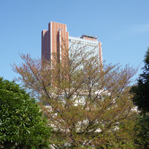 s48020160415西太子堂公園の桜 (16)