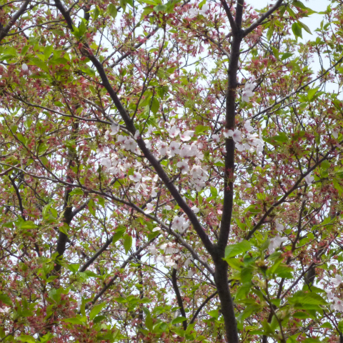 s48020160416西太子堂公園の桜 (8)