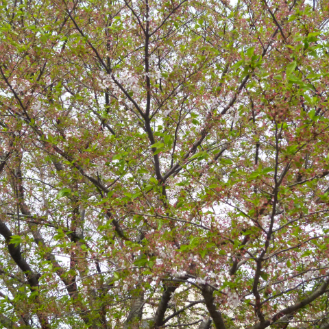 s48020160416西太子堂公園の桜 (4)
