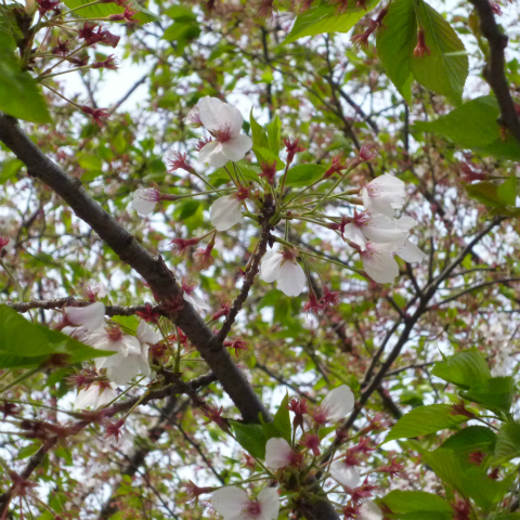 s48020160416西太子堂公園の桜 (13)