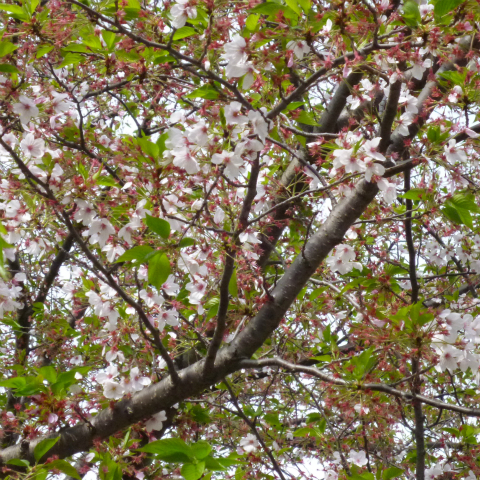 s48020160416西太子堂公園の桜 (10)