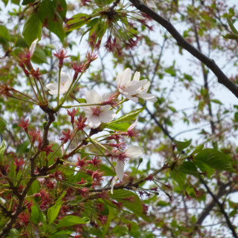s48020160416西太子堂公園の桜 (11)
