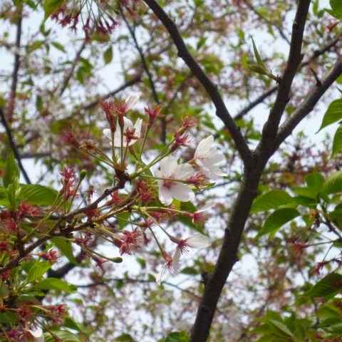 s48020160416西太子堂公園の桜 (12)