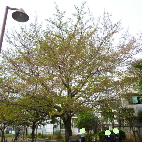 s48020160416西太子堂公園の桜 (7)