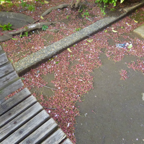 s48020160417西太子堂公園の桜 (4)