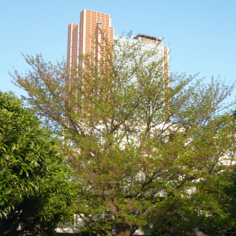 s48020160417西太子堂公園の桜 (13)