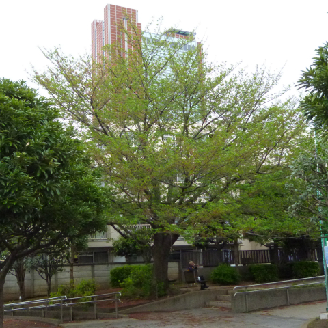 s48020160418西太子堂公園の桜