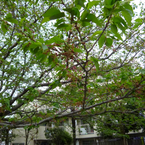 s48020160418西太子堂公園の桜 (2)