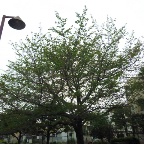 s48020160418西太子堂公園の桜 (16)