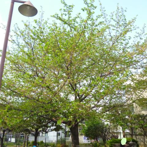 s48020160419西太子堂公園の桜 (7)