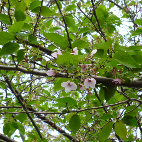 s48020160419西太子堂公園の桜 (12)
