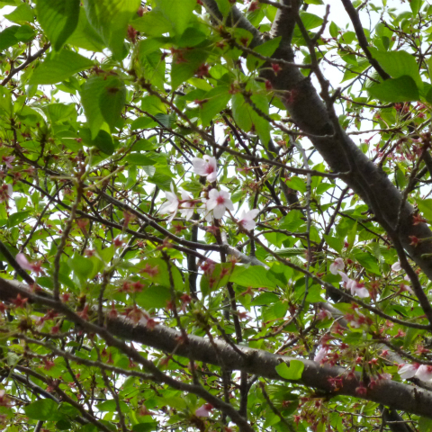 s48020160420西太子堂公園の桜 (3)