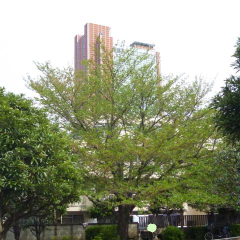 s48020160420西太子堂公園の桜
