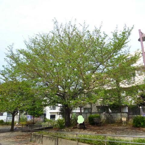 s48020160420西太子堂公園の桜 (13)