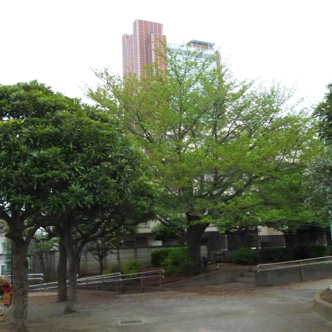s48020160421西太子堂公園の桜