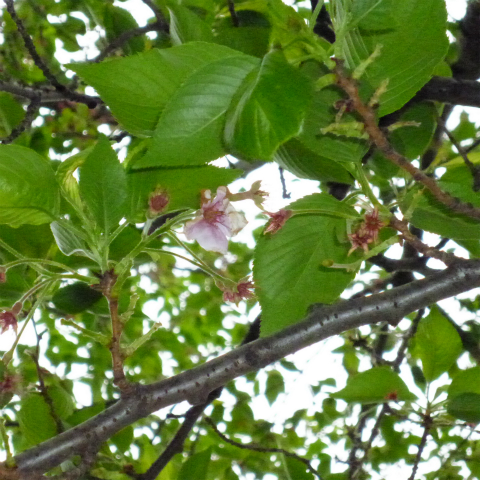 s48020160421西太子堂公園の桜 (5)