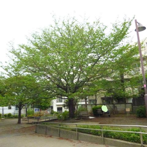 s48020160421西太子堂公園の桜 (6)