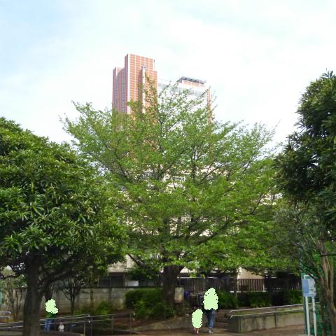 s48020160424西太子堂公園の桜 (6)