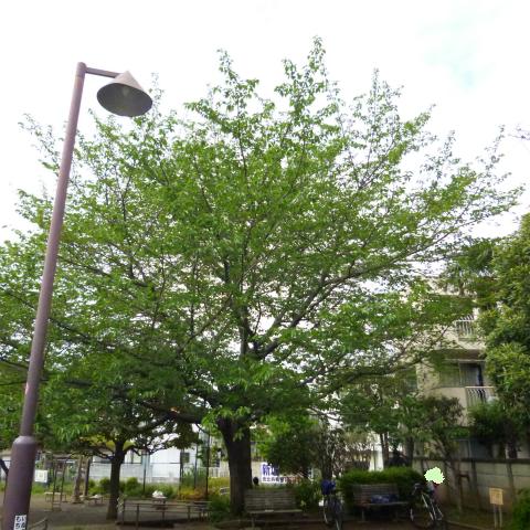 s48020160424西太子堂公園の桜 (7)