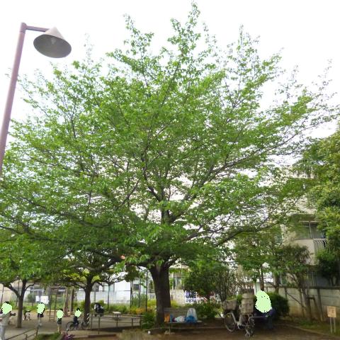 s48020160425西太子堂公園の桜 (2)
