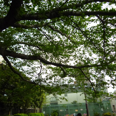 s48020160425西太子堂公園の桜 (6)
