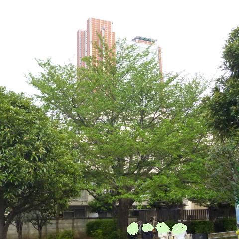 s48020160425西太子堂公園の桜 (7)