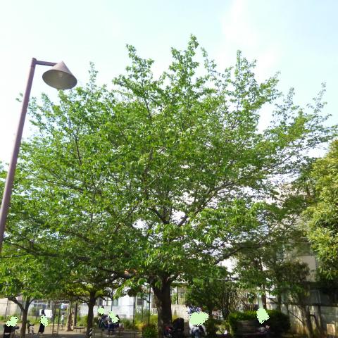 s48020160426西太子堂公園の桜 (7)