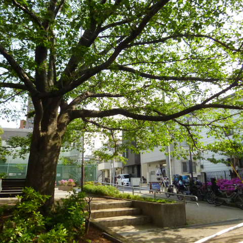 s48020160426西太子堂公園の桜 (12)