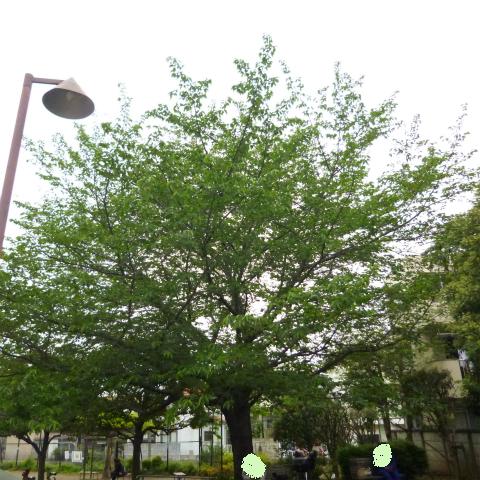 s48020160427西太子堂公園の桜 (4)