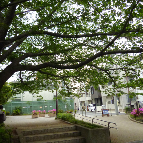 s48020160427西太子堂公園の桜 (3)