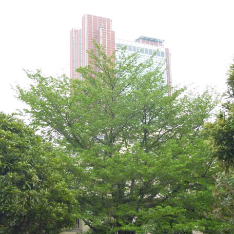 s48020160427西太子堂公園の桜 (5)