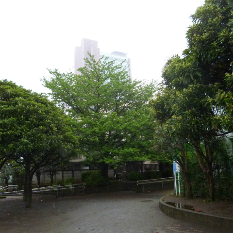 s48020160428西太子堂公園の桜 (4)