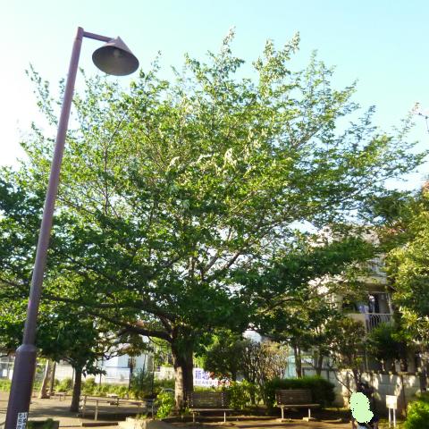 s48020160429西太子堂公園の桜 (2)