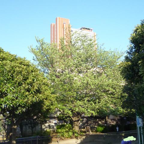 s48020160429西太子堂公園の桜 (5)